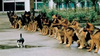 Do You Have the Willpower to Trade Successfully?