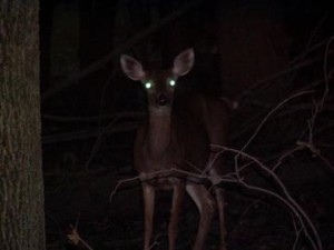 deer-on-headlights-fear-and-trading-2ndskiesforex-300x225.jpg