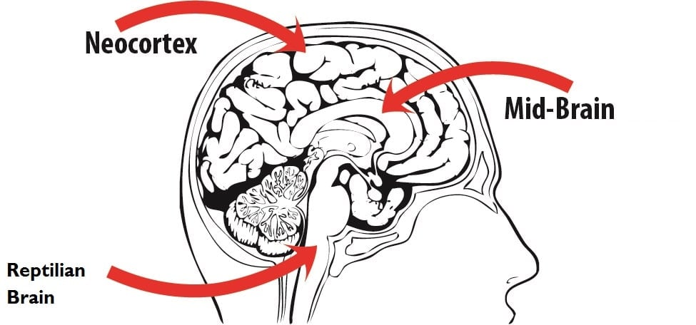 parts of the brain 2ndskiesforex
